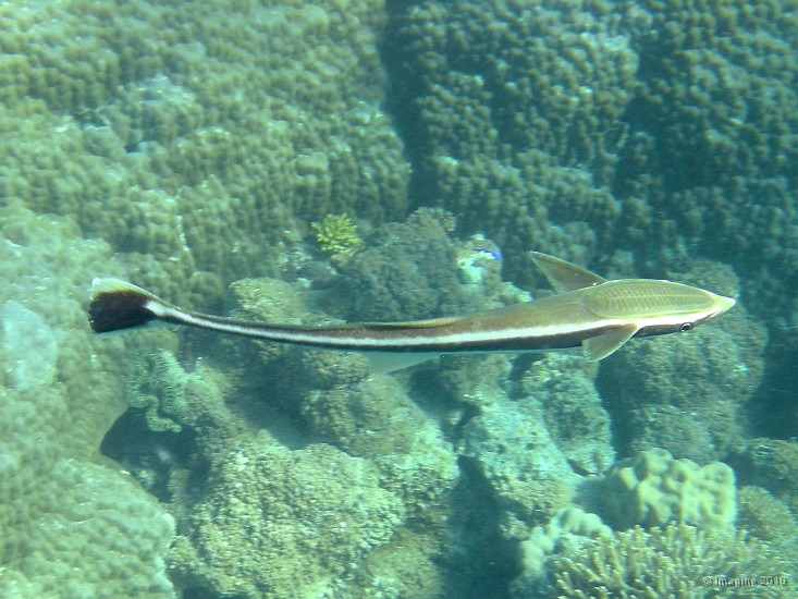 102- Remora - Ilot Amedee.JPG
